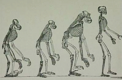 http://www.rtve.es/files/74-124424-FOTO_NOTA_PRENSA_399/mono_darwin_1.CORTADA.jpg