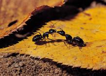 Las hormigas marcan el camino desde la comida hacia el hormiguero usando feromonas.