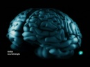 Redes (10/10/10): El cerebro masculino
