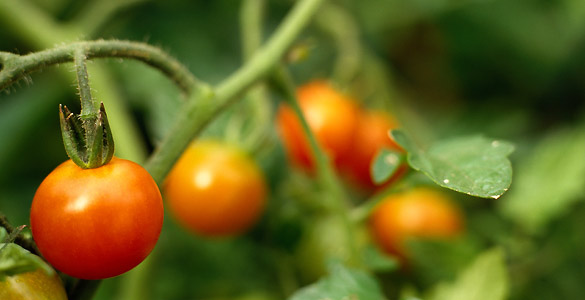 Científicos españoles descubren unnuevo antioxidante en la planta del tomate