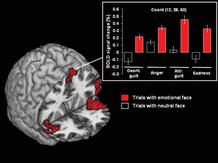 Los sujetos sometidos a estudio han desarrollado la misma reacción emotiva activando dos áreas cerebrales