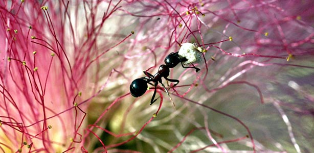 La 'danza de la muerte' de las hormigas provoca el fallecimiento de miles de ejemplares