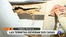 España Directo - Devorados por las termitas