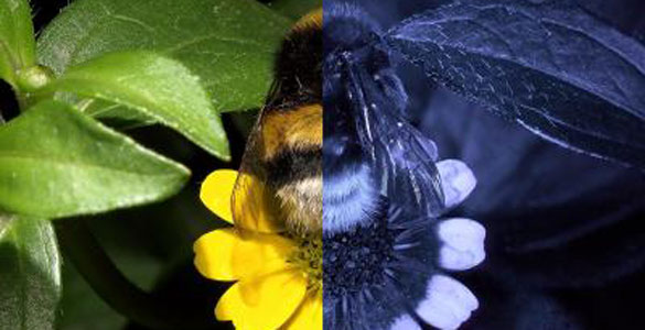 Diferencia de cómo percibimos nosotros los colores y cómo lo hacen las abejas