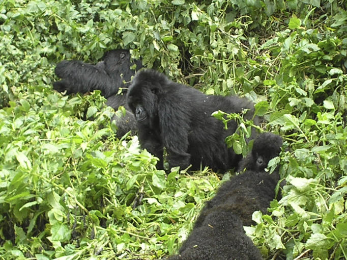 Una familia de gorilas de las montañas, en su hábitat natural entre  las fronteras de Ruanda, Uganda y el Congo.