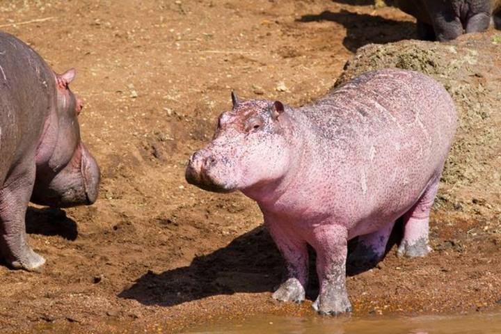 El hipopótamo rosa que surgió de un río en Kenia
