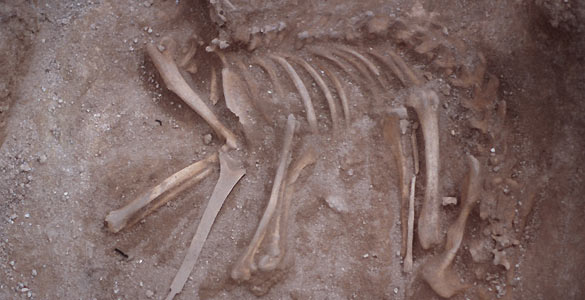 Imagen del fósil del esqueleto de perro de hace 7.000 años encontrado en Siberia