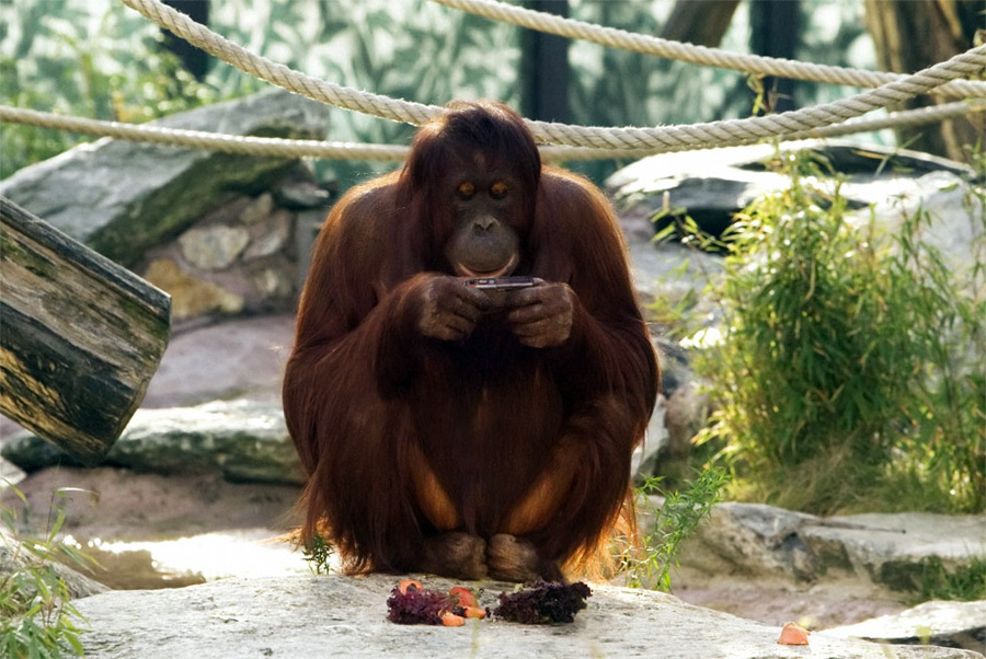 Nonja, la orangutana con una cuenta en Facebook