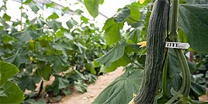 El pepino 'Almería' o 'holandés', más largo y fino, la variedad que España exporta a Alemania