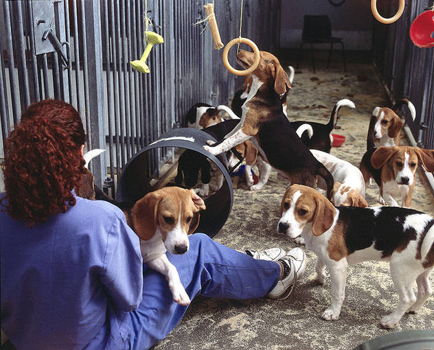 http://www.rtve.es/imagenes/perros-sometidos-a-experimentacion-animales/1273673401215.jpg