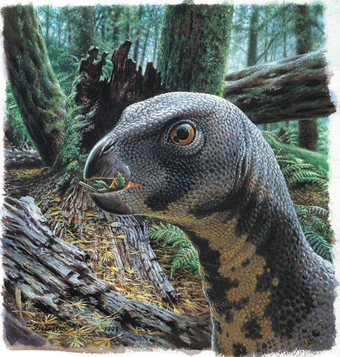 Qantassaurus intrepidus vivió hace 115 millones de año en los  bosques del suroeste de Australia. Por aquel entonces allí había  coníferas y ginkgos. Aún no habían aparecido las plantas con flor.