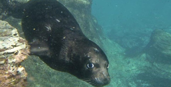 Unas de las focas monjes del Mediterráneo sumergida en el mar