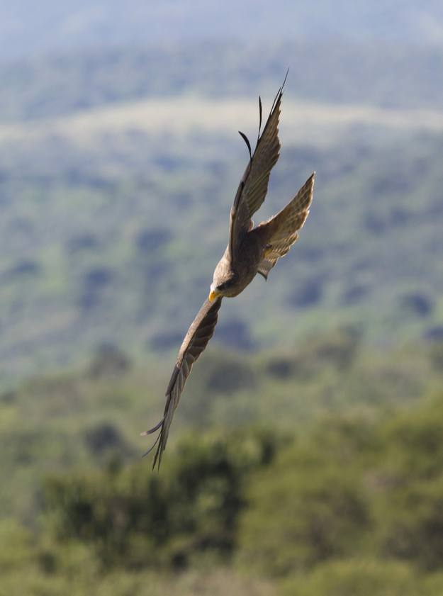 A Yellow Billed Kite flies during a display at the African Bird of Prey Sanctuary in Umlaas Road, 60 km (37 miles) west of Durban