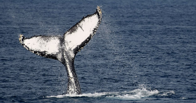 Una ballena sale a la superficie en Okinawa, Japón, uno de los países que permite la caza de ballenas