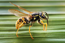 Las avispas son de los insectos que junto a abejas y avispones más pican en verano.