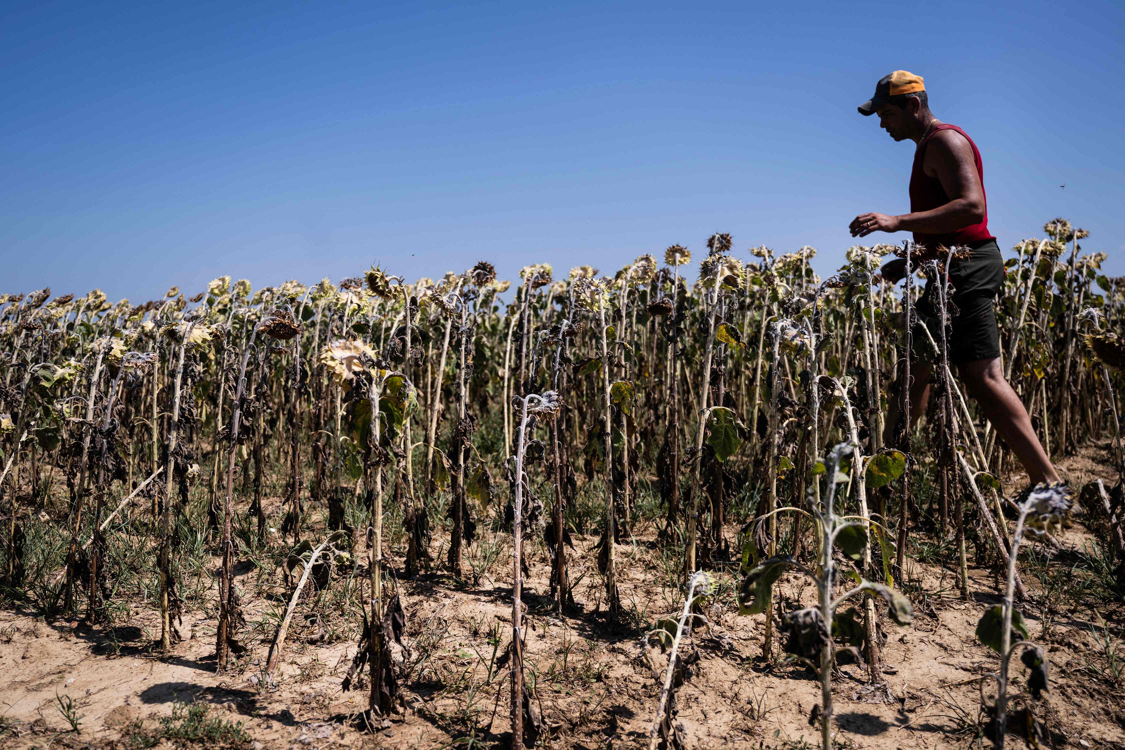 Campo de girasoles seco en el norte de Italia.