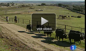 Elaborado proceso para proteger a los toros en los traslados