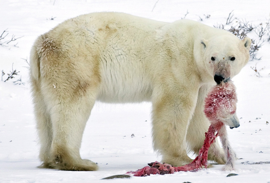 El oso polar 'caníbal'