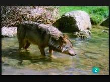 Video: Terra Verda - Os i llop