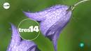 Video: tres14 - curiosidades científicas - ¿Las flores están menos perfumadas?